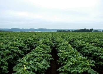 Vive Crop Protection Launches Averland® SM, Expanding In-Season Nematode Control in Potatoes with New Soil Mobile Technology
