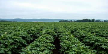 Vive Crop Protection Launches Averland® SM, Expanding In-Season Nematode Control in Potatoes with New Soil Mobile Technology