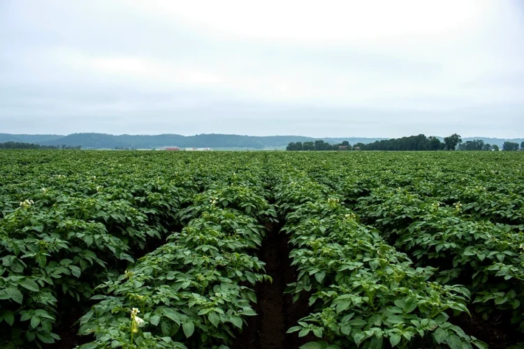 Vive Crop Protection Launches Averland® SM, Expanding In-Season Nematode Control in Potatoes with New Soil Mobile Technology
