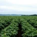 Vive Crop Protection Launches Averland® SM, Expanding In-Season Nematode Control in Potatoes with New Soil Mobile Technology