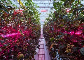 Turn Sunshine into Synergy and Unlock Higher Yields Year-round