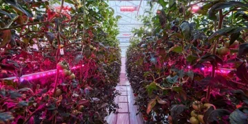 Turn Sunshine into Synergy and Unlock Higher Yields Year-round