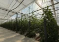 J. Huete Greenhouses Completes the Construction of One of the Most Technologically Advanced Greenhouses in Almería