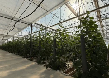 J. Huete Greenhouses Completes the Construction of One of the Most Technologically Advanced Greenhouses in Almería