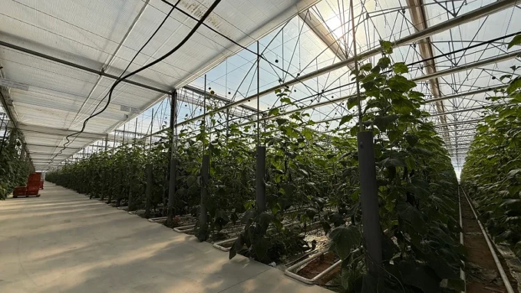 J. Huete Greenhouses Completes the Construction of One of the Most Technologically Advanced Greenhouses in Almería