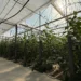 J. Huete Greenhouses Completes the Construction of One of the Most Technologically Advanced Greenhouses in Almería