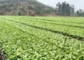 Yunnan Leafy Vegetables Target International Retail Markets