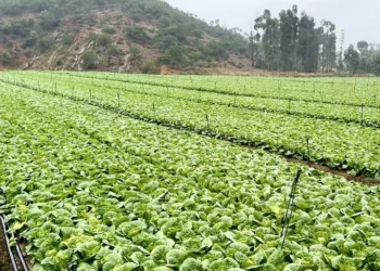 Yunnan Leafy Vegetables Target International Retail Markets