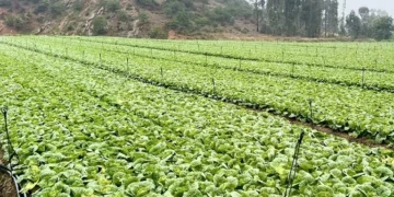 Yunnan Leafy Vegetables Target International Retail Markets