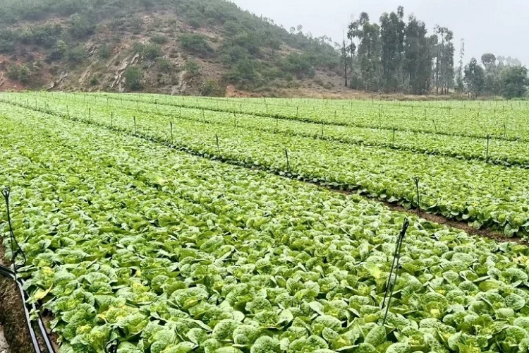Yunnan Leafy Vegetables Target International Retail Markets