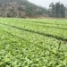 Yunnan Leafy Vegetables Target International Retail Markets