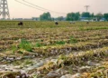 Northern China’s New Garlic Harvest Begins as Export Prices Remain Under Pressure