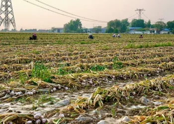 Northern China’s New Garlic Harvest Begins as Export Prices Remain Under Pressure
