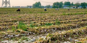 Northern China’s New Garlic Harvest Begins as Export Prices Remain Under Pressure