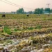 Northern China’s New Garlic Harvest Begins as Export Prices Remain Under Pressure