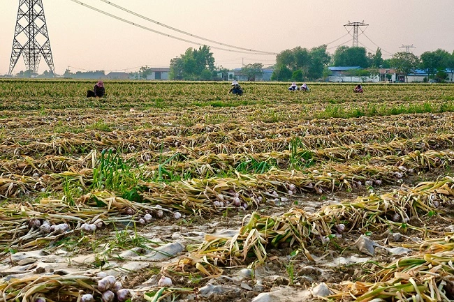 Northern China’s New Garlic Harvest Begins as Export Prices Remain Under Pressure