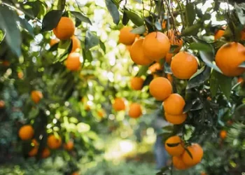 Tate & Lyle and Van Triest CirQlar Extend Partnership to Advance Circular Food Systems