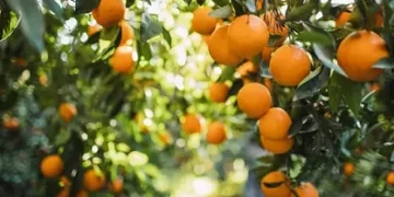 Tate & Lyle and Van Triest CirQlar Extend Partnership to Advance Circular Food Systems