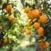 Tate & Lyle and Van Triest CirQlar Extend Partnership to Advance Circular Food Systems