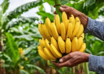 Kenya’s First Private-Sector Agri-Focused Securitisation Reaches First Close at KES 276 million