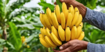 Kenya’s First Private-Sector Agri-Focused Securitisation Reaches First Close at KES 276 million