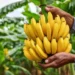 Kenya’s First Private-Sector Agri-Focused Securitisation Reaches First Close at KES 276 million