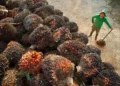 Sustainable Palm Oil: A Strategic Opportunity for the Middle East