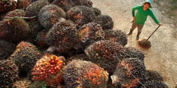 Sustainable Palm Oil: A Strategic Opportunity for the Middle East