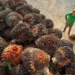 Sustainable Palm Oil: A Strategic Opportunity for the Middle East