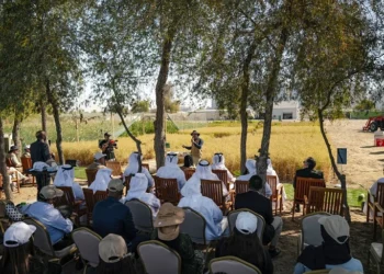 ICBA Organizes “Millets Harvest Day” to Support the Adoption of Climate-Smart Crops in the UAE