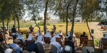 ICBA Organizes “Millets Harvest Day” to Support the Adoption of Climate-Smart Crops in the UAE