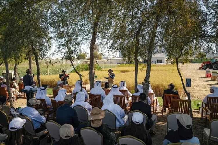 ICBA Organizes “Millets Harvest Day” to Support the Adoption of Climate-Smart Crops in the UAE