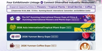 Yunnan Flower Exports Maintain Strong Growth Ahead of IFEX Kunming 2026