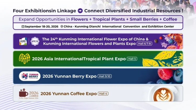 Yunnan Flower Exports Maintain Strong Growth Ahead of IFEX Kunming 2026