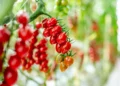 Philips LED Lighting Enables Precise Winter Growing at Truly Green Farms