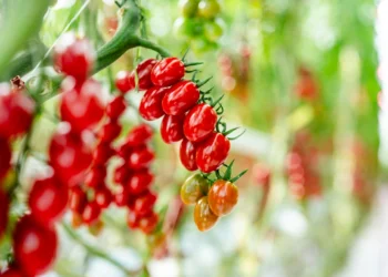 Philips LED Lighting Enables Precise Winter Growing at Truly Green Farms