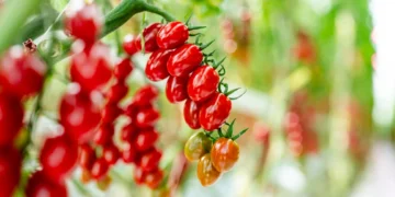 Philips LED Lighting Enables Precise Winter Growing at Truly Green Farms