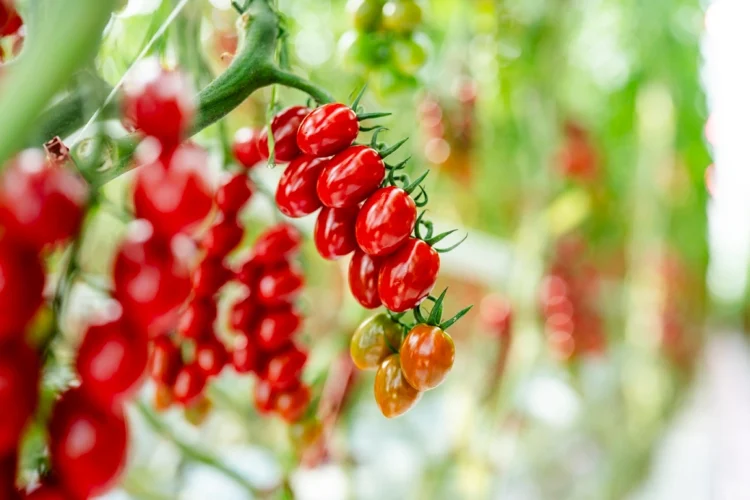 Philips LED Lighting Enables Precise Winter Growing at Truly Green Farms
