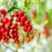 Philips LED Lighting Enables Precise Winter Growing at Truly Green Farms