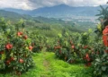 China Expects Stable Pomelo Supply for Export Season