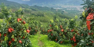 China Expects Stable Pomelo Supply for Export Season