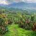 China Expects Stable Pomelo Supply for Export Season