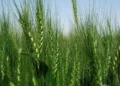 Al Dahra, Abu Dhabi Exports Office, and Egypt’s GASC Move from Framework to Execution with Five-Year Wheat Supply Agreement