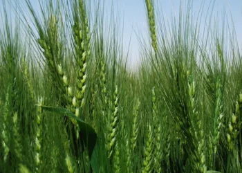 Al Dahra, Abu Dhabi Exports Office, and Egypt’s GASC Move from Framework to Execution with Five-Year Wheat Supply Agreement