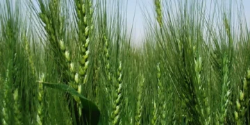 Al Dahra, Abu Dhabi Exports Office, and Egypt’s GASC Move from Framework to Execution with Five-Year Wheat Supply Agreement