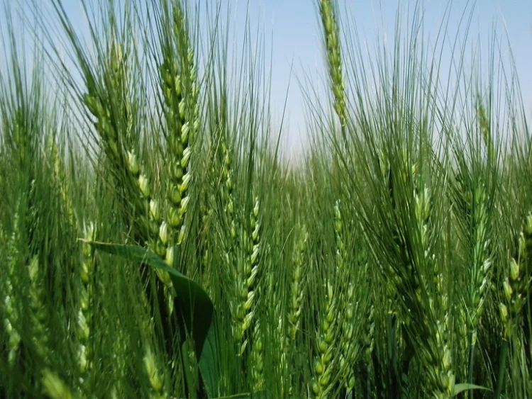 Al Dahra, Abu Dhabi Exports Office, and Egypt’s GASC Move from Framework to Execution with Five-Year Wheat Supply Agreement