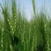 Al Dahra, Abu Dhabi Exports Office, and Egypt’s GASC Move from Framework to Execution with Five-Year Wheat Supply Agreement
