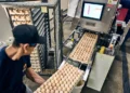 Inside Modern Hatcheries: Why People Still Power Performance