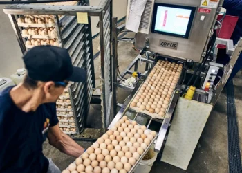 Inside Modern Hatcheries: Why People Still Power Performance