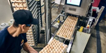 Inside Modern Hatcheries: Why People Still Power Performance